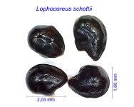 Lophocereus schottii AB.jpg